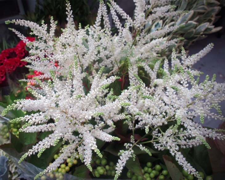 Adorable astilbe flowers in our studio. 