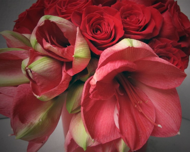 amaryllis-and-red-roses-for-valentines-day