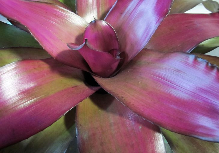 bromeliad-close-up-for-father's-day-gifts
