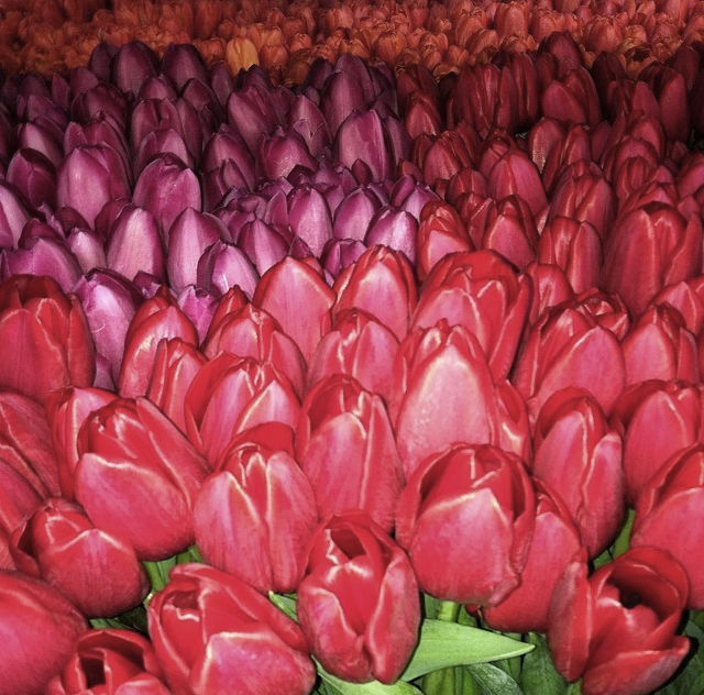 Tulips for miles in the HMR Designs studio