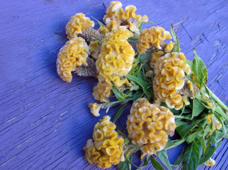 gold-celosia-adds-color-to-fall-arrangements